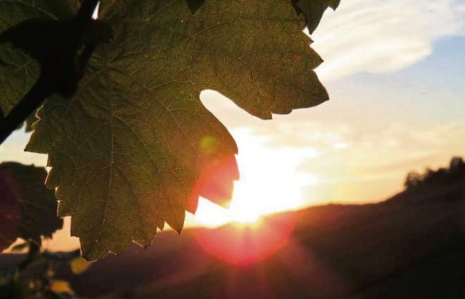 Spiel zwischen Sonne, Berg und Rebenblatt: Dieses schöne Foto gelang unserer Leserin Sarah Speck in den Ensinger Weinbergen.