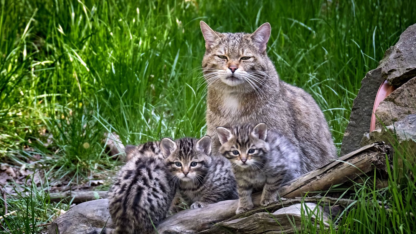 Im Erscheinungsbild ist die Wildkatze massiger und kraftvoller als die Hauskatze und sie hat in Relation zum Körper längere Beine. Europäische Wildkatzen leben vorwiegend in Wäldern.Foto: Imago/STAR Media Im Erscheinungsbild ist die Wildkatze massiger und kraftvoller als die Hauskatze und sie hat in Relation zum Körper längere Beine. Europäische Wildkatzen leben vorwiegend in Wäldern.Foto: Imago/STAR Media