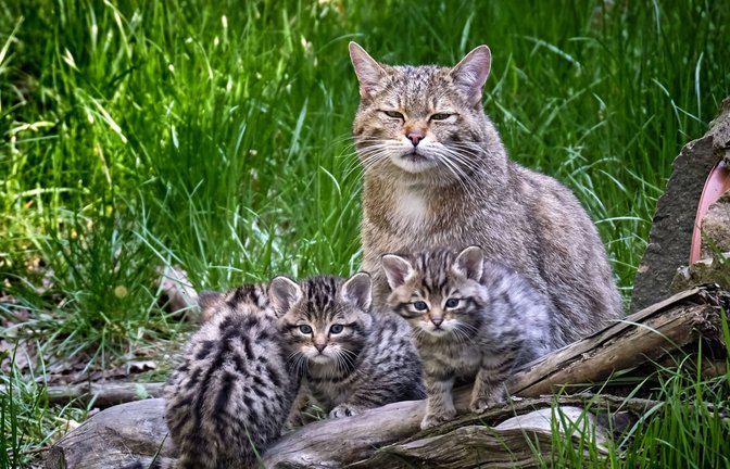 Im Erscheinungsbild ist die Wildkatze massiger und kraftvoller als die Hauskatze und sie hat in Relation zum Körper längere Beine. Europäische Wildkatzen leben vorwiegend in Wäldern.<span class='image-autor'>Foto: Imago/STAR Media</span>