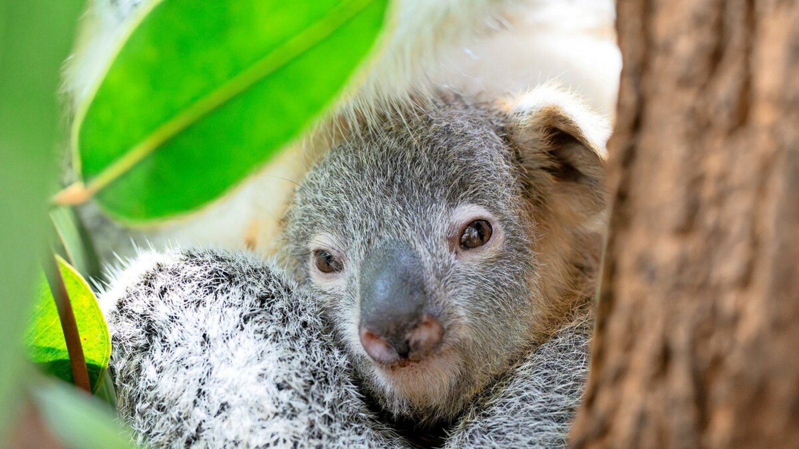Der Koala Jingeri Foto: Wilhelma/ Birger MeierjohannFoto: Der Koala Jingeri Foto: Wilhelma/ Birger MeierjohannFoto: 