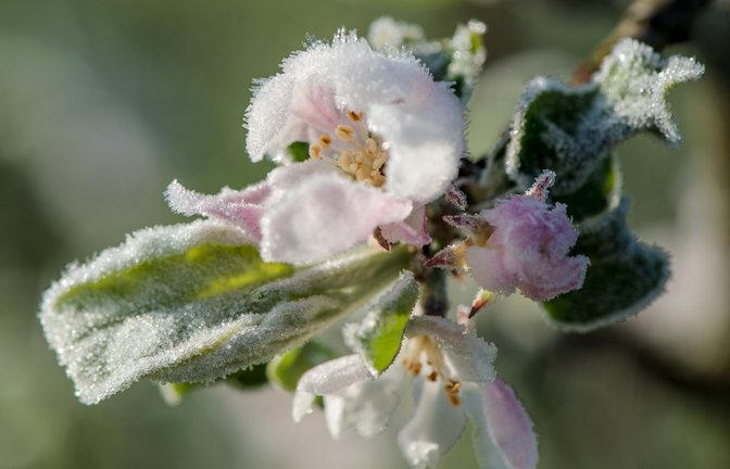 Die Eisheiligen haben dieses Jahr ungewöhnlich früh begonnen. Erfahren Sie, wann die Frostgefahr endet und was es mit der kalten Sophie auf sich hat.<span class='image-autor'>Foto: Retofuerst / Shutterstock.com</span>