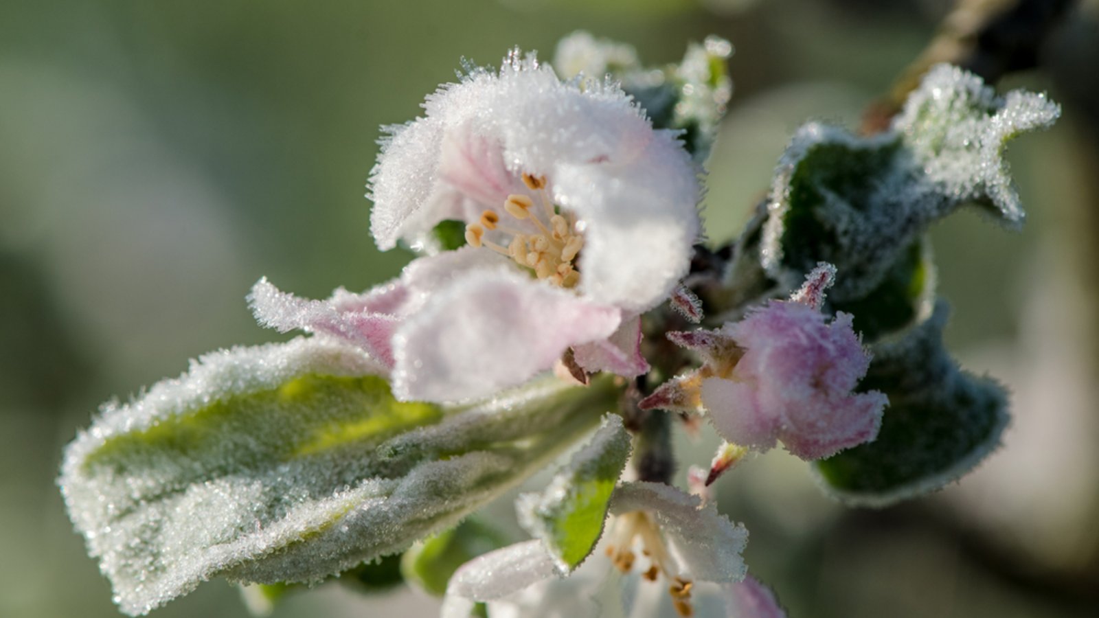 Die Eisheiligen haben dieses Jahr ungewöhnlich früh begonnen. Erfahren Sie, wann die Frostgefahr endet und was es mit der kalten Sophie auf sich hat.Foto: Retofuerst / Shutterstock.com Die Eisheiligen haben dieses Jahr ungewöhnlich früh begonnen. Erfahren Sie, wann die Frostgefahr endet und was es mit der kalten Sophie auf sich hat.Foto: Retofuerst / Shutterstock.com