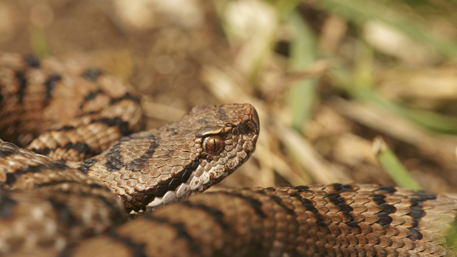 Aspisviper (Deutschland, nur Südschwarzwald): giftig.Foto: Imago/Imagebroker Aspisviper (Deutschland, nur Südschwarzwald): giftig.Foto: Imago/Imagebroker
