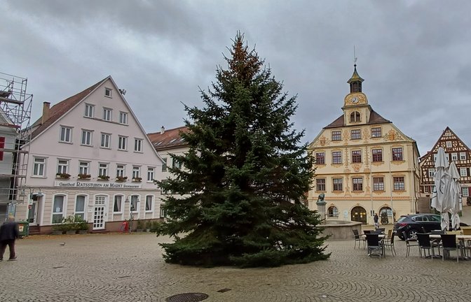 Ein prächtiger Baum harrt auf seinen Auftritt als Weihnachtsbaum und steht auf dem Vaihinger Marktplatz zum Schmücken bereit.  <span class='image-autor'>Foto: Rücker</span>
