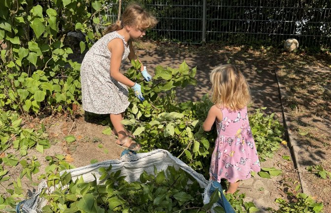 Die Kindergartenkinder helfen selber fleißig mit.  <span class='image-autor'>Foto: pv</span>
