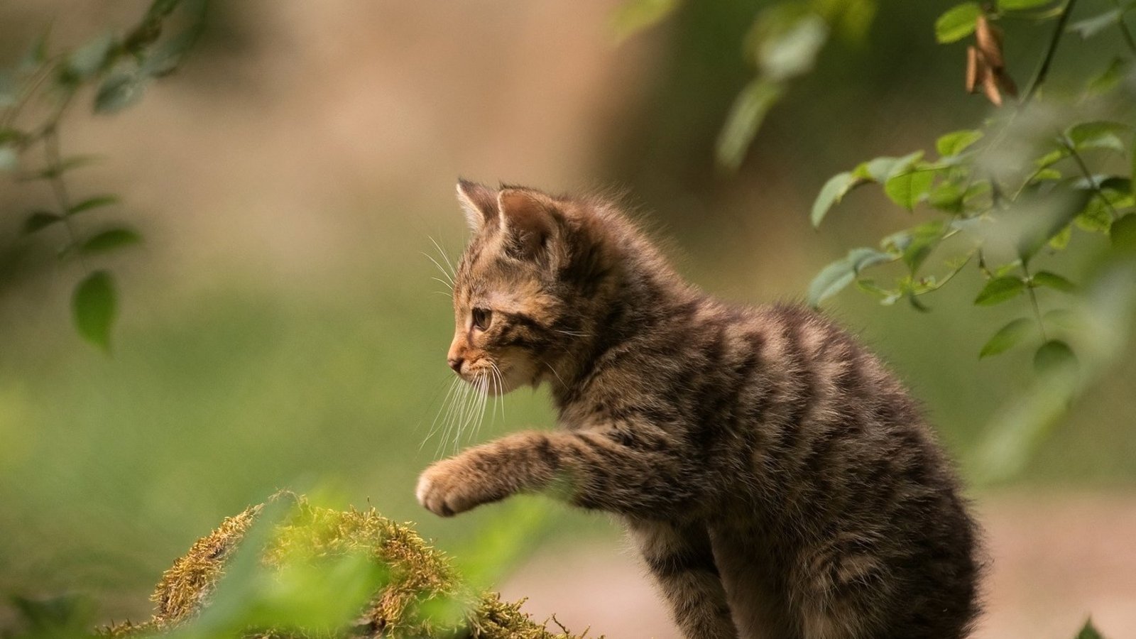 Seltene Gelegenheit: Im Wildparadies Tripsdrill lassen sich lebende Wildkatzen aus der Nähe beobachten.  Foto: Matthias Dreizler