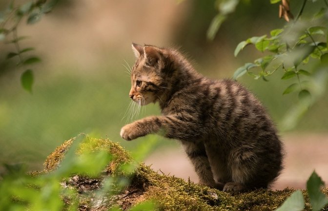 Seltene Gelegenheit: Im Wildparadies Tripsdrill lassen sich lebende Wildkatzen aus der Nähe beobachten.  <span class='image-autor'>Foto: Matthias Dreizler</span>
