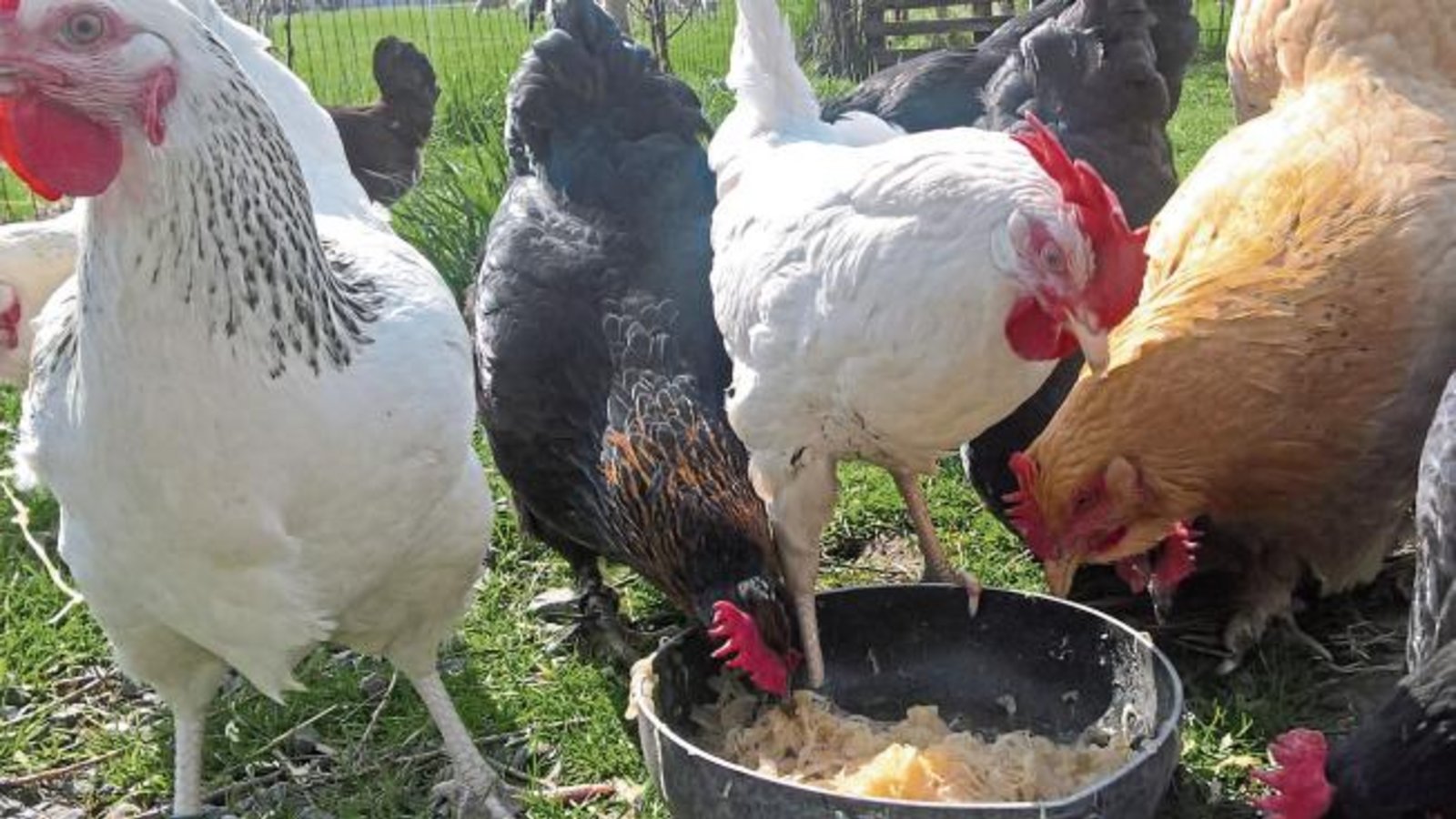 Garantiert ohne Fipronil: Die Eier dieser glücklichen Hühner, die unsere Leserin Yvonne Rau in Hohenhaslach fotografiert hat, kann man sicher ohne Sorge verspeisen. Garantiert ohne Fipronil: Die Eier dieser glücklichen Hühner, die unsere Leserin Yvonne Rau in Hohenhaslach fotografiert hat, kann man sicher ohne Sorge verspeisen.
