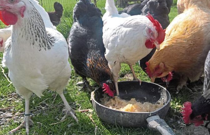 Garantiert ohne Fipronil: Die Eier dieser glücklichen Hühner, die unsere Leserin Yvonne Rau in Hohenhaslach fotografiert hat, kann man sicher ohne Sorge verspeisen.