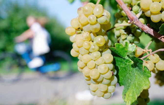 In der Toskana haben Diebe 30.000 Flaschen Wein im Gesamtwert von etwa fünf Millionen Euro gestohlen (Symbolfoto).<span class='image-autor'>Uwe Anspach/dpa</span>