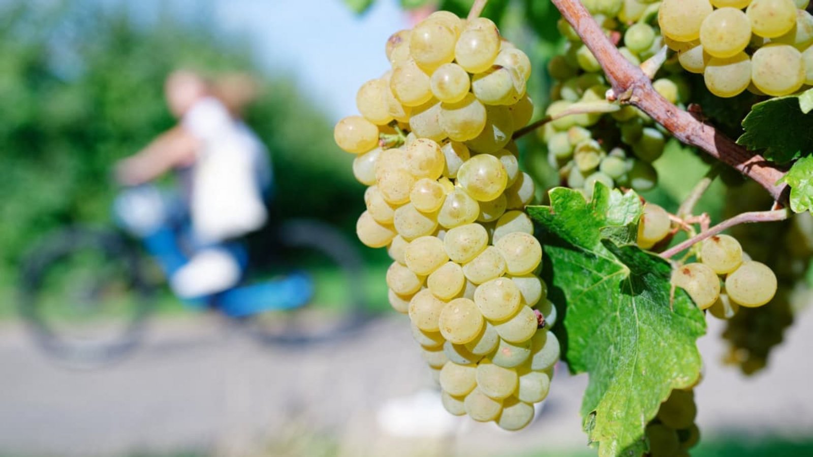 In der Toskana haben Diebe 30.000 Flaschen Wein im Gesamtwert von etwa fünf Millionen Euro gestohlen (Symbolfoto).Uwe Anspach/dpa In der Toskana haben Diebe 30.000 Flaschen Wein im Gesamtwert von etwa fünf Millionen Euro gestohlen (Symbolfoto).Uwe Anspach/dpa