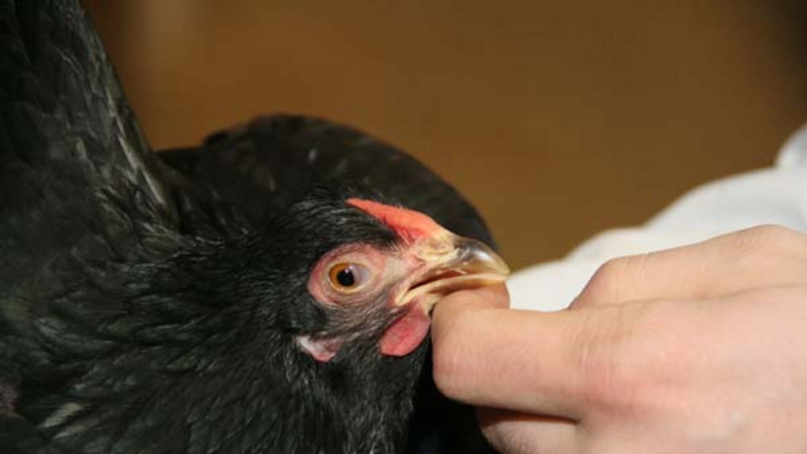 Welche Note bekommt dieses Zwerghuhn? Foto: Bögel