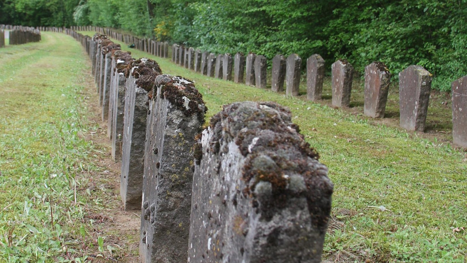 Bewachsen: Auf dem KZ-Friedhof hat die Zeit ihre Spuren hinterlassen.  Fotos: Kauer