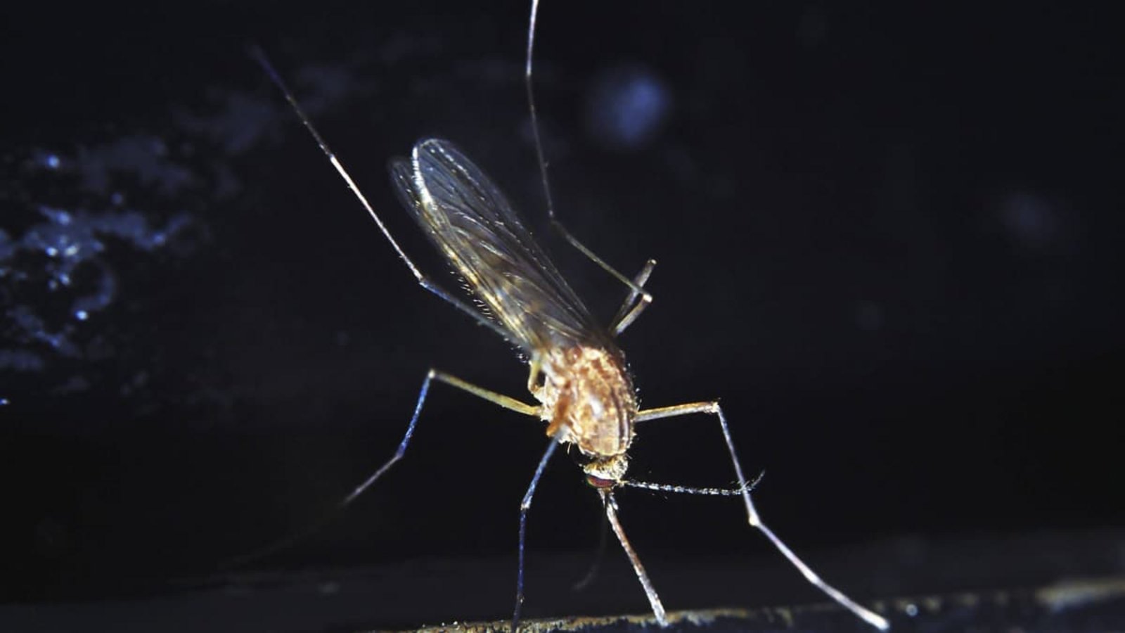 Das Sindbis-Virus wurde 1952 entdeckt, nachdem man mehrere Stechmückenarten (Culex pipiens und C. univittatus) aus einem Teich in der Nähe des Dorfes Sindbis, etwa 30 km nördlich von Kairo in Ägypten auf mögliche Erreger einer ausgebrochenen fiebrigen Erkrankung untersuchte.Imago/Imagebroker