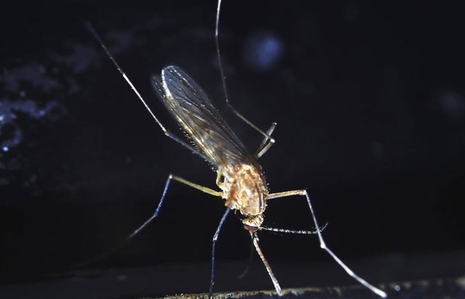Das Sindbis-Virus wurde 1952 entdeckt, nachdem man mehrere Stechmückenarten (Culex pipiens und C. univittatus) aus einem Teich in der Nähe des Dorfes Sindbis, etwa 30 km nördlich von Kairo in Ägypten auf mögliche Erreger einer ausgebrochenen fiebrigen Erkrankung untersuchte.<span class='image-autor'>Imago/Imagebroker</span>