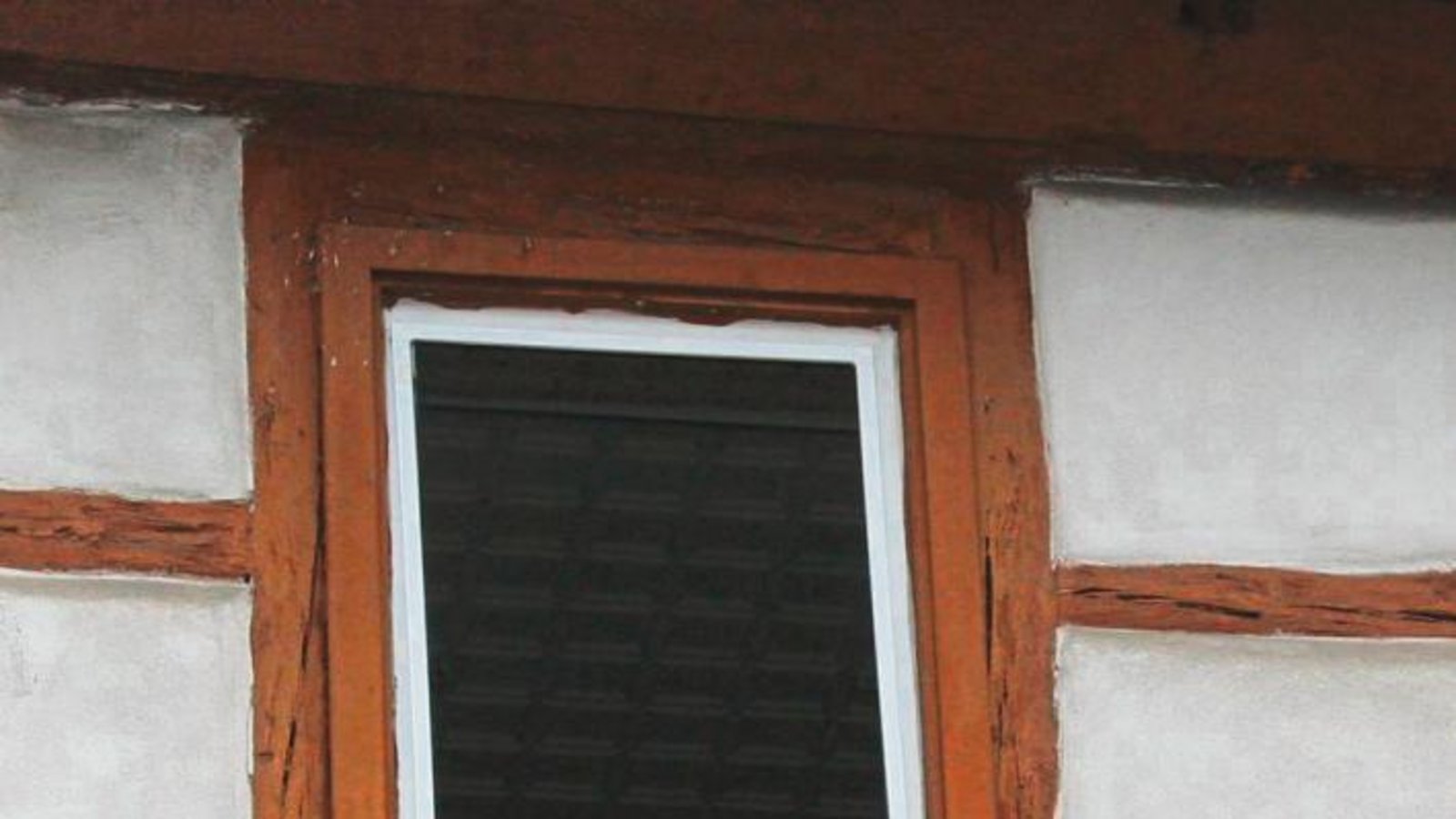 Diese Auricher Katze hat das Ortsgeschehen fest im Blick.  Foto: Rostek