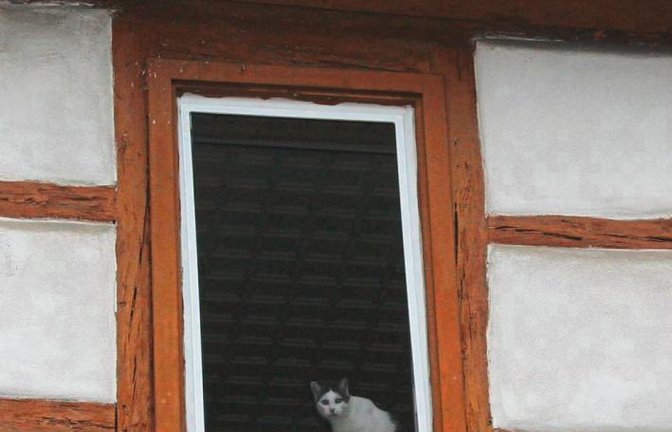 Diese Auricher Katze hat das Ortsgeschehen fest im Blick.  Foto: Rostek