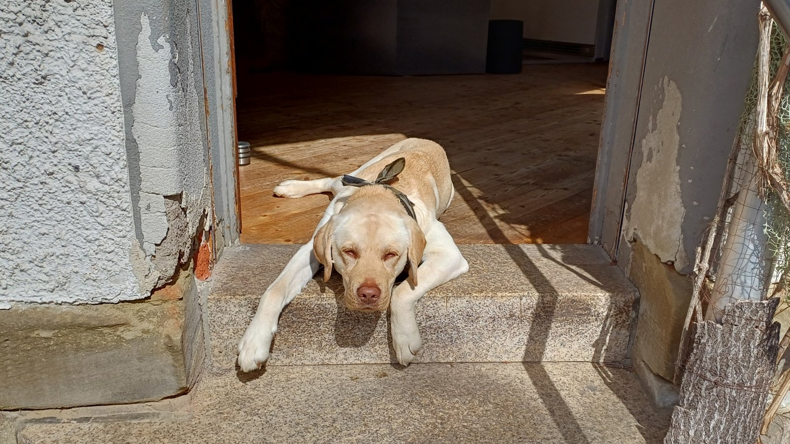 Hund Rudi tankt beim Friseursalon Contur in Vaihingen Sonne.  Foto: Rücker