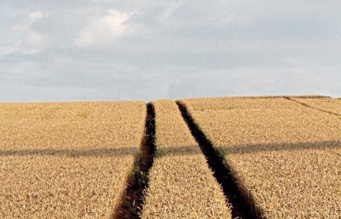„Hinter dem Horizont geht’s weiter“ heißt es frei nach Udo Lindenberg auf diesem Getreidefeld nahe Hochdorf.  Foto: Romanowski