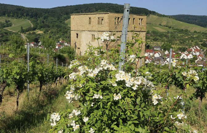Blick über die Ruine Yburg auf Stetten im Remstal.<span class='image-autor'>Foto: /Dieter Buck</span>