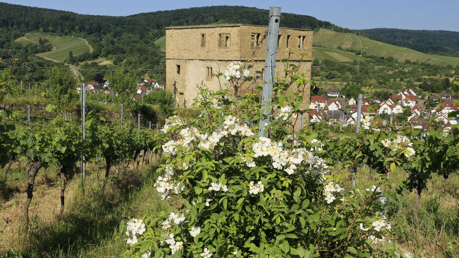 Blick über die Ruine Yburg auf Stetten im Remstal.Foto: /Dieter Buck Blick über die Ruine Yburg auf Stetten im Remstal.Foto: /Dieter Buck