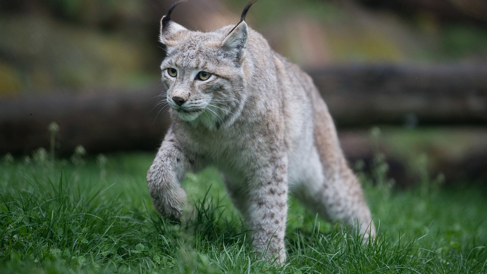 Luchse sind in Baden-Württemberg selten.Foto: dpa/Sebastian Gollnow