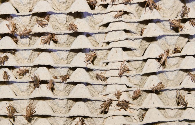 Hausgrillen dürfen nach dem neuen EU-Gesetz nun in Lebensmitteln verwendet werden.<span class='image-autor'>Foto: dpa/Visarut Sankham</span>