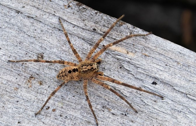 Ein neuer Gast in deutschen Wohnungen:  Das Foto zeigt eine – nicht sehr giftige – Nosferatu-Spinne auf einem Holzblock. Die Spinnenart wird in Baden-Württemberg immer häufiger gesichtet.<span class='image-autor'>Foto: Nabu/dpa/Robert Pfeifle</span>