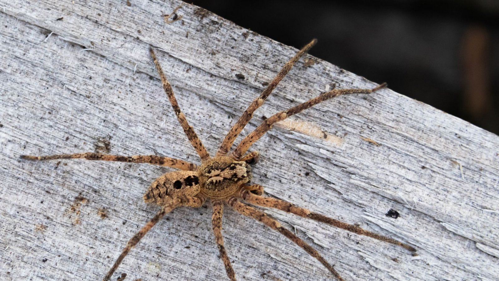 Ein neuer Gast in deutschen Wohnungen: Das Foto zeigt eine – nicht sehr giftige – Nosferatu-Spinne auf einem Holzblock. Die Spinnenart wird in Baden-Württemberg immer häufiger gesichtet.Foto: Nabu/dpa/Robert Pfeifle Ein neuer Gast in deutschen Wohnungen: Das Foto zeigt eine – nicht sehr giftige – Nosferatu-Spinne auf einem Holzblock. Die Spinnenart wird in Baden-Württemberg immer häufiger gesichtet.Foto: Nabu/dpa/Robert Pfeifle