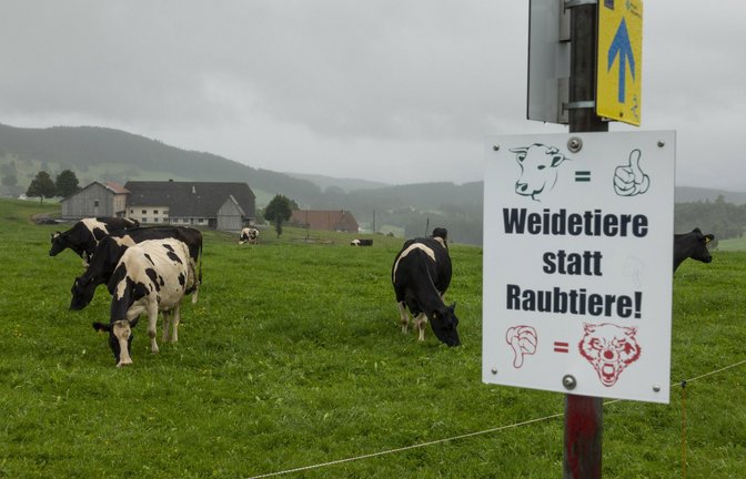 Protestplakat eines Bauern gegen Wölfe im Schwarzwald auf einer Rinderweide<span class='image-autor'>Foto: imago//Volker Hohlfeld</span>