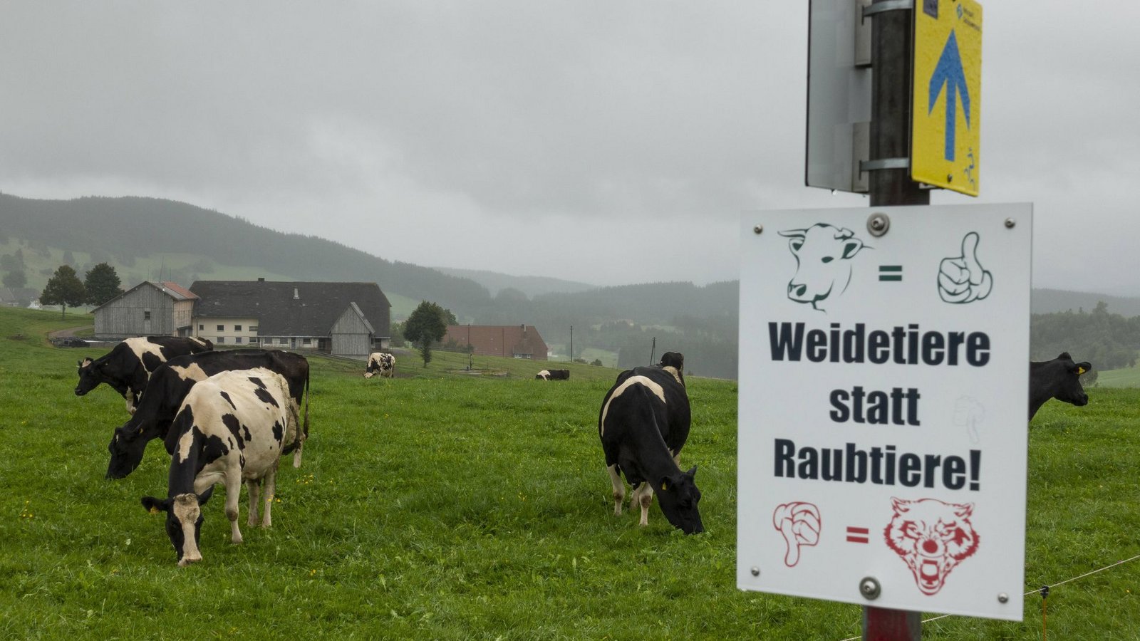 Protestplakat eines Bauern gegen Wölfe im Schwarzwald auf einer RinderweideFoto: imago//Volker Hohlfeld