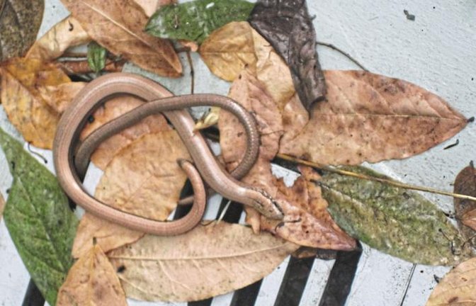 Diese zwei Blindschleichen, die zusammen die Figur einer Brezel bilden, entdeckte Hermann Strecker im Abflussschacht der Außentreppe seines Hauses.