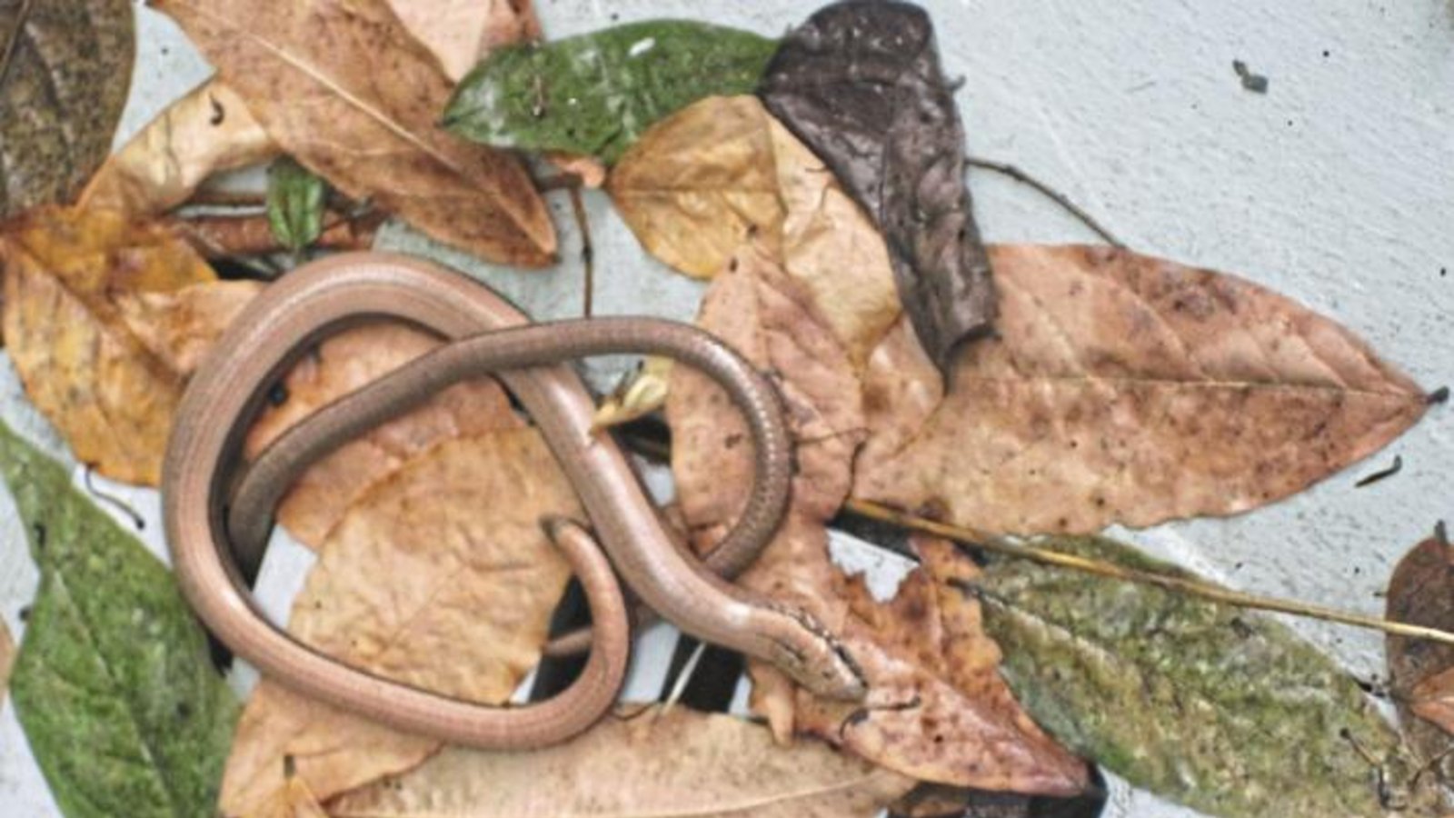 Diese zwei Blindschleichen, die zusammen die Figur einer Brezel bilden, entdeckte Hermann Strecker im Abflussschacht der Außentreppe seines Hauses. Diese zwei Blindschleichen, die zusammen die Figur einer Brezel bilden, entdeckte Hermann Strecker im Abflussschacht der Außentreppe seines Hauses.