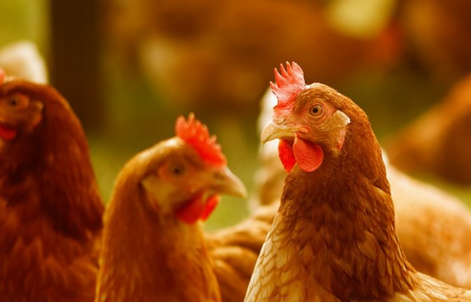 Auch ein Huhn hat zu tun. Foto: Alexas_Fotos/pixabay.com
