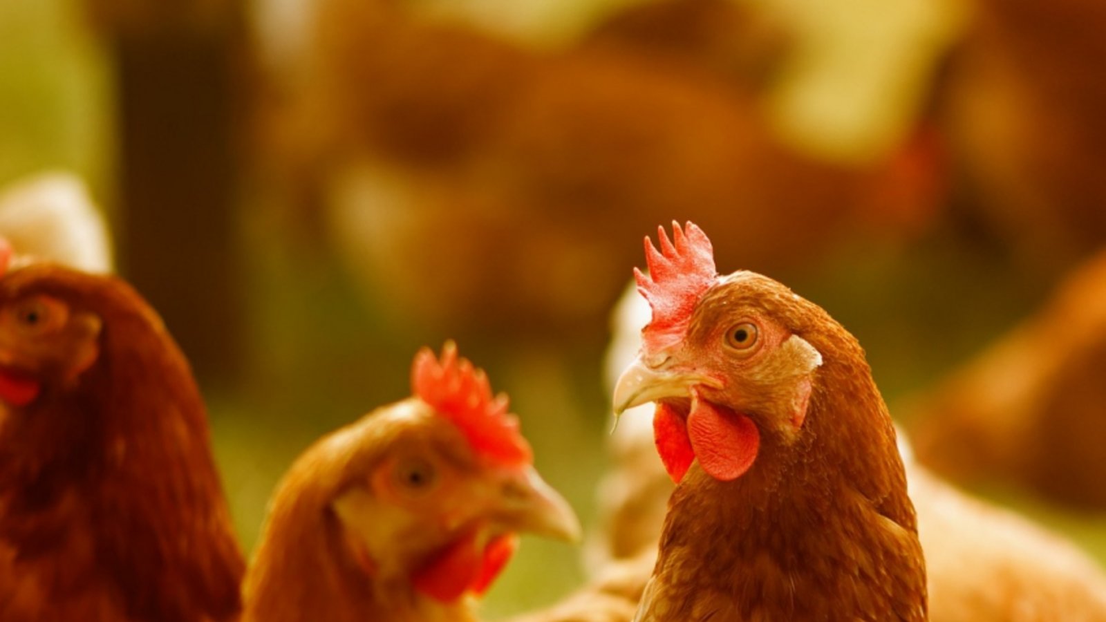 Auch ein Huhn hat zu tun. Foto: Alexas_Fotos/pixabay.com
