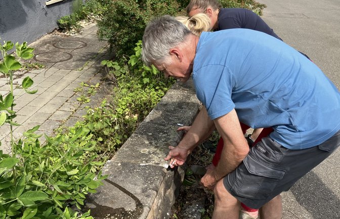Biologe Christian Wolff und seine Nachbarinnen gehen regelmäßig betroffene Stellen in ihrer Straße ab, um die invasiven Ameisen zu bekämpfen.<span class='image-autor'>Foto: STZN/Dürr</span>