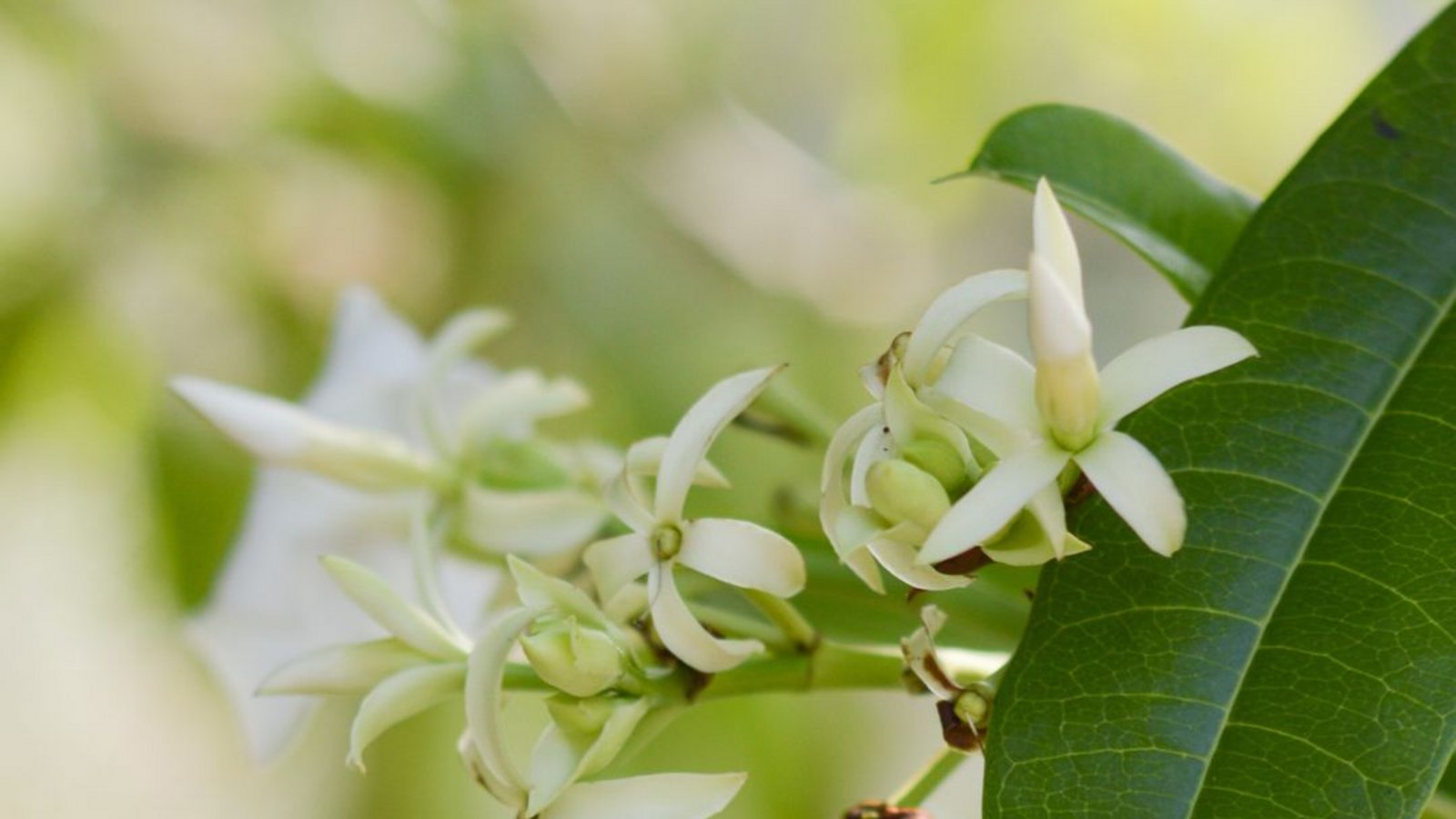 Zerbeursbaum (Cerbera odollam). Der „Selbstmordbaum“ gehört zur Familie der Hundsgiftgewächse (Apocynaceae), ist an den Küsten Indiens und im Westpazifik verbreitet und wird bis zu 15 Meter hoch. Der Zerberusbaum wird für Mord und Suizid häufiger genutzt als jede andere Pflanze (deshalb auch der Spitzname). Die als Herzgifte wirkenden Inhaltsstoffe führen zu Übelkeit, Würgreiz, Magen-Darm-Beschwerden und heftigen Durchfall – und schließlich zum Koma und Herzstillstand. Der Tod tritt nach etwa sechs Stunden ein.Foto: Imago/Depositphotos Zerbeursbaum (Cerbera odollam). Der „Selbstmordbaum“ gehört zur Familie der Hundsgiftgewächse (Apocynaceae), ist an den Küsten Indiens und im Westpazifik verbreitet und wird bis zu 15 Meter hoch. Der Zerberusbaum wird für Mord und Suizid häufiger genutzt als jede andere Pflanze (deshalb auch der Spitzname). Die als Herzgifte wirkenden Inhaltsstoffe führen zu Übelkeit, Würgreiz, Magen-Darm-Beschwerden und heftigen Durchfall – und schließlich zum Koma und Herzstillstand. Der Tod tritt nach etwa sechs Stunden ein.Foto: Imago/Depositphotos