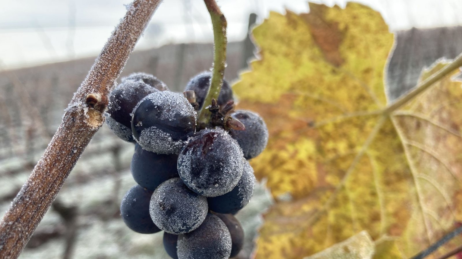Eiskalt eingeschenkt: Wie wäre es mit einem abendlichen Rundgang durch die winterlichen Weinberge des Zabergäus – samt Glühwein und Geschichten? Oder lieber ein nachmittäglicher Spaziergang durch die Weinbaulandschaft Bottwartal-Neckar zwischen den Hessigheimer Felsengärten und dem Mundelsheimer Käsberg – inklusive Roter (Wurst) vom Rebenfeuer?Foto: Remstal Tourismus/Remstal Tourismus Eiskalt eingeschenkt: Wie wäre es mit einem abendlichen Rundgang durch die winterlichen Weinberge des Zabergäus – samt Glühwein und Geschichten? Oder lieber ein nachmittäglicher Spaziergang durch die Weinbaulandschaft Bottwartal-Neckar zwischen den Hessigheimer Felsengärten und dem Mundelsheimer Käsberg – inklusive Roter (Wurst) vom Rebenfeuer?Foto: Remstal Tourismus/Remstal Tourismus
