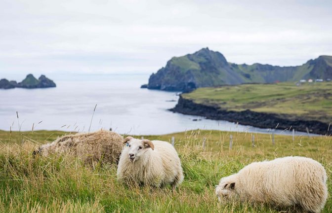 Island, bekannt für seine schöne Landschaft, stimmt am Samstag darüber ab, ob die EU-Beitrittsgespräche wieder aufgenommen werden sollen.<span class='image-autor'>JONATHAN NACKSTRAND/afp</span>