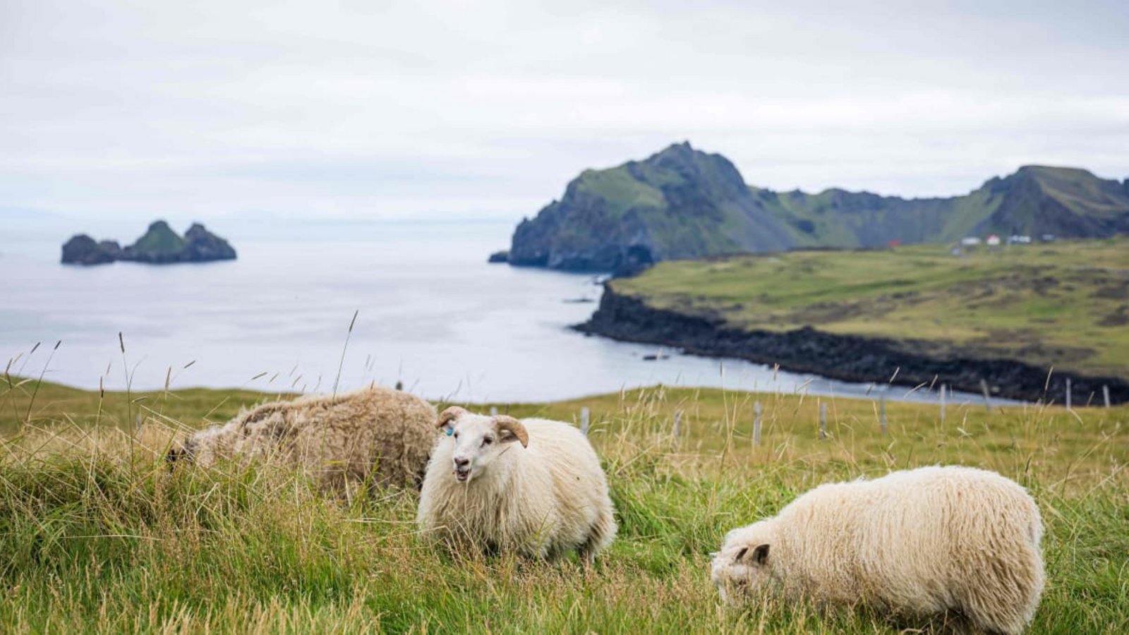 Island, bekannt für seine schöne Landschaft, stimmt am Samstag darüber ab, ob die EU-Beitrittsgespräche wieder aufgenommen werden sollen.JONATHAN NACKSTRAND/afp Island, bekannt für seine schöne Landschaft, stimmt am Samstag darüber ab, ob die EU-Beitrittsgespräche wieder aufgenommen werden sollen.JONATHAN NACKSTRAND/afp
