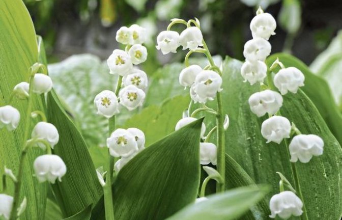 So schön blühen die Maiglöckchen in Häfnerhaslach.  Foto: Lorch