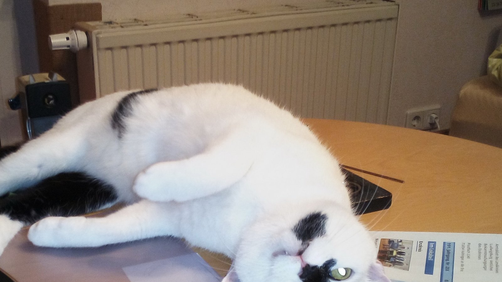 „Anbei mein Beweisfoto, dass nicht nur bei Astrid Kniep die Katze sehr VKZ- beziehungsweise leseaffin ist“, schreibt Claudia Kniep aus Illingen. „Anbei mein Beweisfoto, dass nicht nur bei Astrid Kniep die Katze sehr VKZ- beziehungsweise leseaffin ist“, schreibt Claudia Kniep aus Illingen.