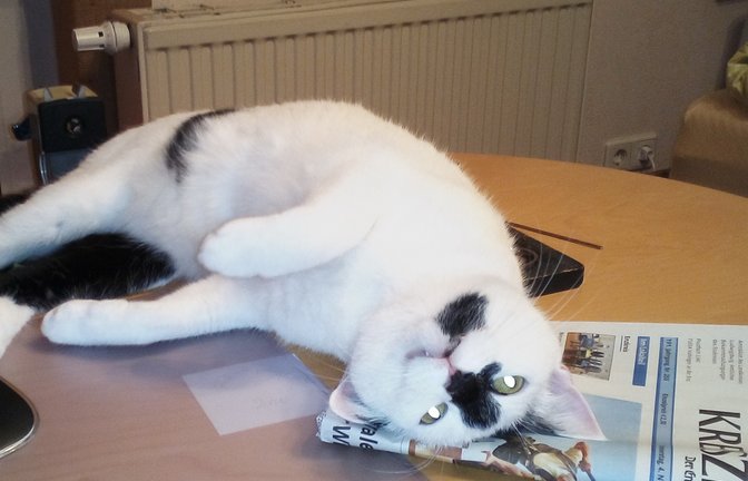 „Anbei mein Beweisfoto, dass nicht nur bei Astrid Kniep die Katze sehr VKZ- beziehungsweise leseaffin ist“, schreibt Claudia Kniep aus Illingen.
