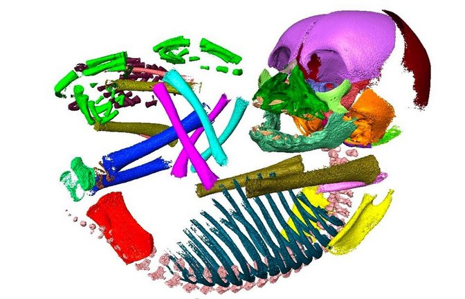 CT Scan embryonaler Schimpansen: Bei der Studie spielt die Analyse von mehr als 120 embryonalen Gewebeproben von Menschen und anderen Primatenarten eine große Rolle.<span class='image-autor'>Foto: @ Michele Ehlert</span>