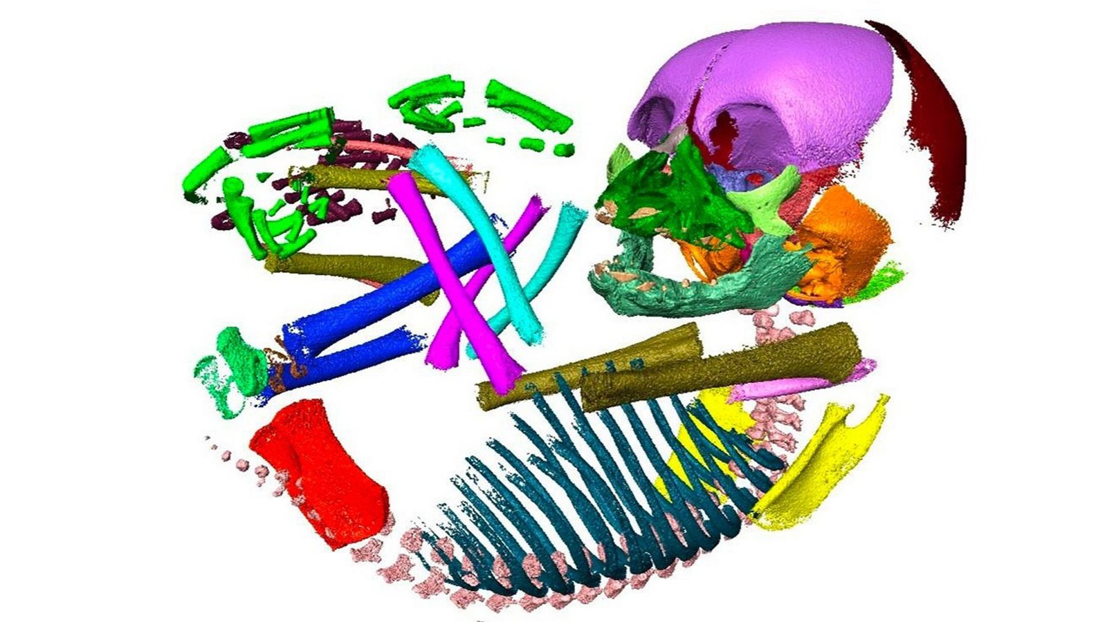 CT Scan embryonaler Schimpansen: Bei der Studie spielt die Analyse von mehr als 120 embryonalen Gewebeproben von Menschen und anderen Primatenarten eine große Rolle.Foto: @ Michele Ehlert CT Scan embryonaler Schimpansen: Bei der Studie spielt die Analyse von mehr als 120 embryonalen Gewebeproben von Menschen und anderen Primatenarten eine große Rolle.Foto: @ Michele Ehlert