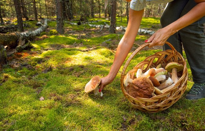 Achtung, diese Pilze darf man nicht sammeln.<span class='image-autor'>Foto: Ann Stryzhekin / shutterstock.com</span>