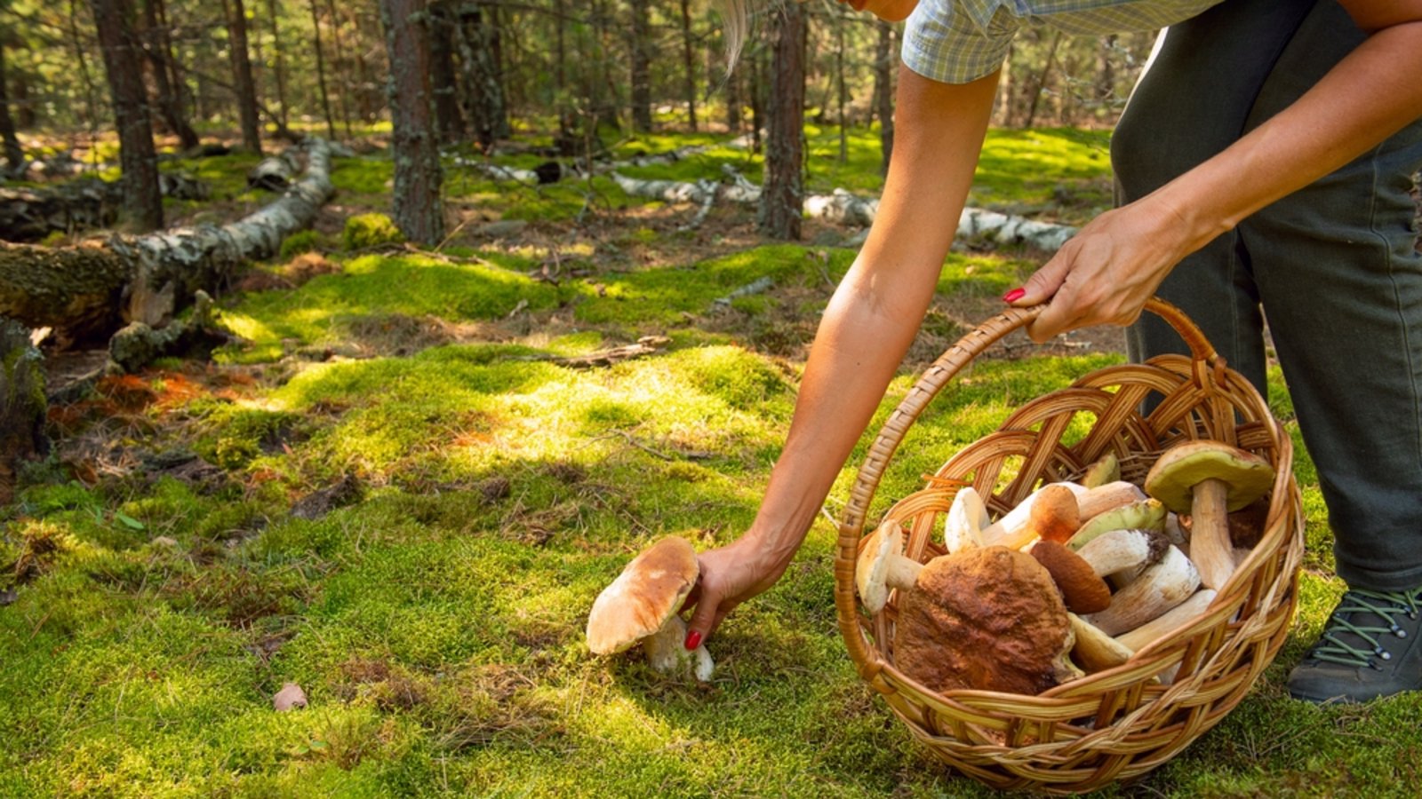 Achtung, diese Pilze darf man nicht sammeln.Foto: Ann Stryzhekin / shutterstock.com Achtung, diese Pilze darf man nicht sammeln.Foto: Ann Stryzhekin / shutterstock.com