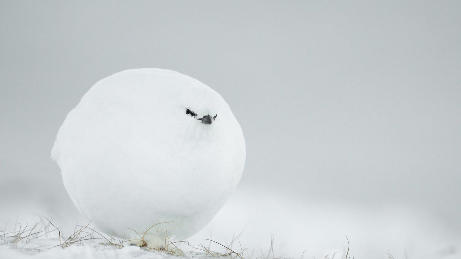 Das Foto zeigt ein so genanntes Weißhuhn, aufgenommen in Spitzbergen. Den Fotografen hat das Tier an einen Schneeball erinnert.Foto: Comedy Wildlife Photo Award/Jacques Poulard aus French) Das Foto zeigt ein so genanntes Weißhuhn, aufgenommen in Spitzbergen. Den Fotografen hat das Tier an einen Schneeball erinnert.Foto: Comedy Wildlife Photo Award/Jacques Poulard aus French)