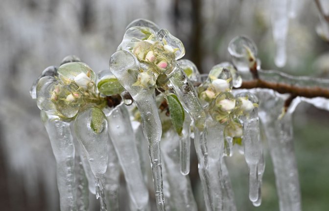 Eis umhüllt die Blüten in einer Obstplantage im baden-württembergischen Liebenau. Anfang April hatten Obstbauern über Nacht  die Blüten mit künstlichem Dauerregen benässt. Durch die Kälte entstand das Eis, das die Blüten umhüllt. Es schützt die Blüten vor dem Absterben.<span class='image-autor'>Foto: dpa/Felix Kästle</span>