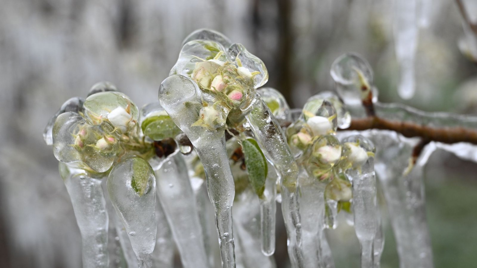 Eis umhüllt die Blüten in einer Obstplantage im baden-württembergischen Liebenau. Anfang April hatten Obstbauern über Nacht die Blüten mit künstlichem Dauerregen benässt. Durch die Kälte entstand das Eis, das die Blüten umhüllt. Es schützt die Blüten vor dem Absterben.Foto: dpa/Felix Kästle Eis umhüllt die Blüten in einer Obstplantage im baden-württembergischen Liebenau. Anfang April hatten Obstbauern über Nacht die Blüten mit künstlichem Dauerregen benässt. Durch die Kälte entstand das Eis, das die Blüten umhüllt. Es schützt die Blüten vor dem Absterben.Foto: dpa/Felix Kästle